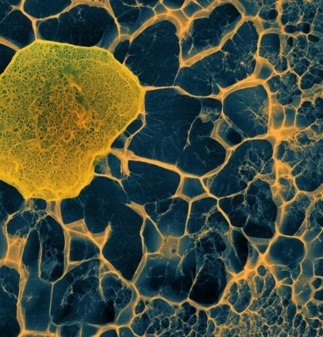 image of a cell